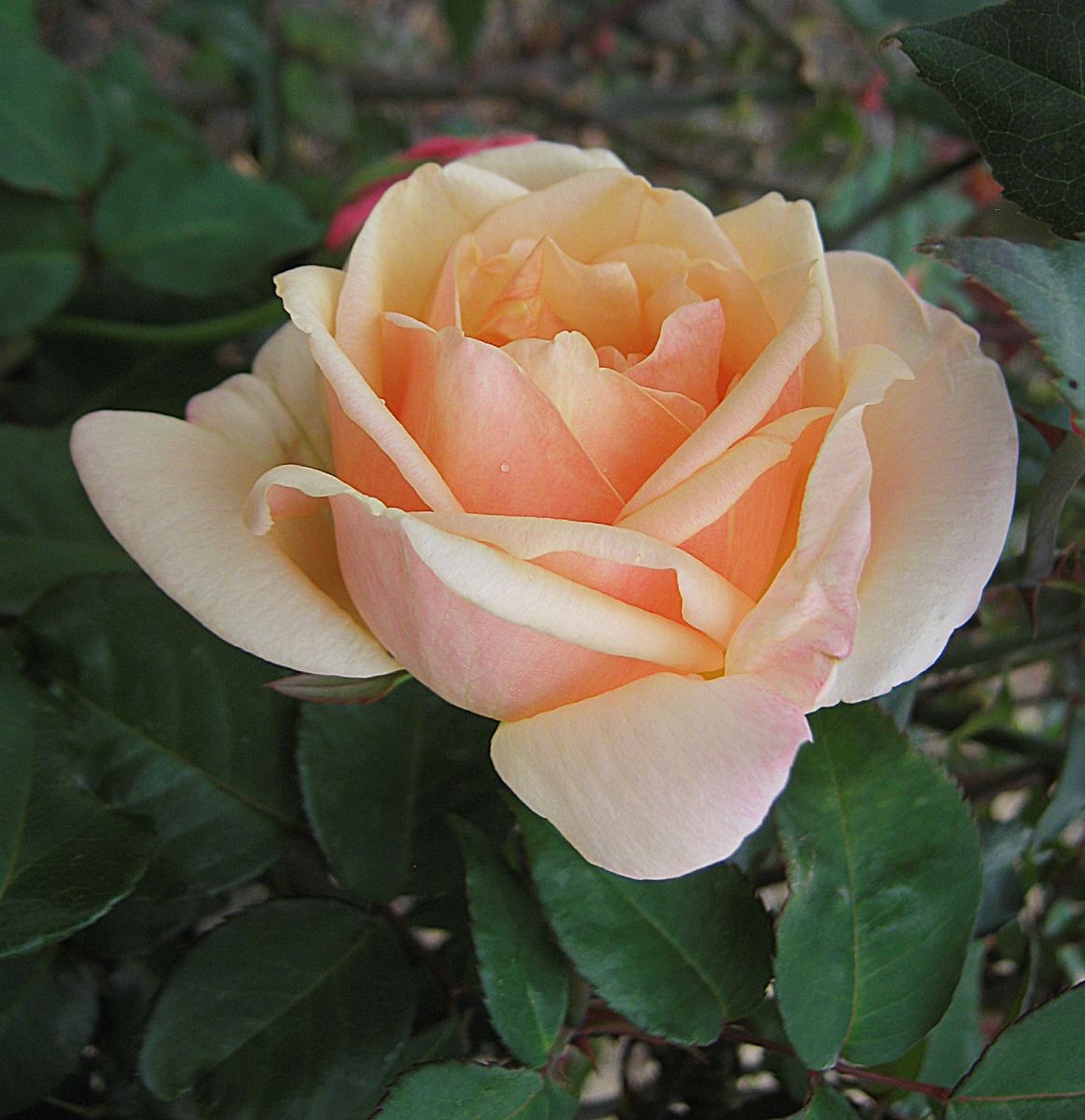 Lorraine Lee rose photographed at the Alister Clark Memorial Rose Garden